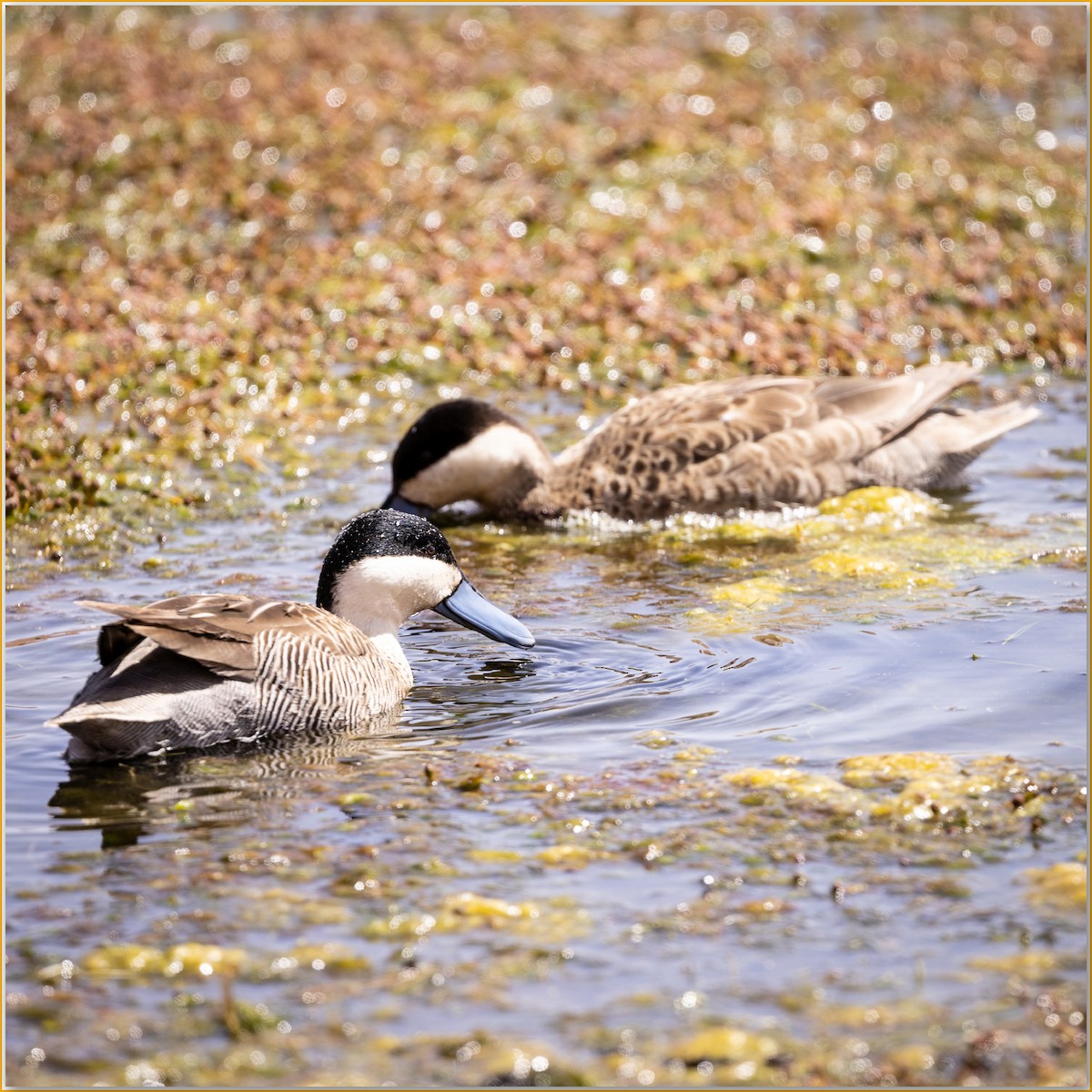 Puna Teal - ML641521933