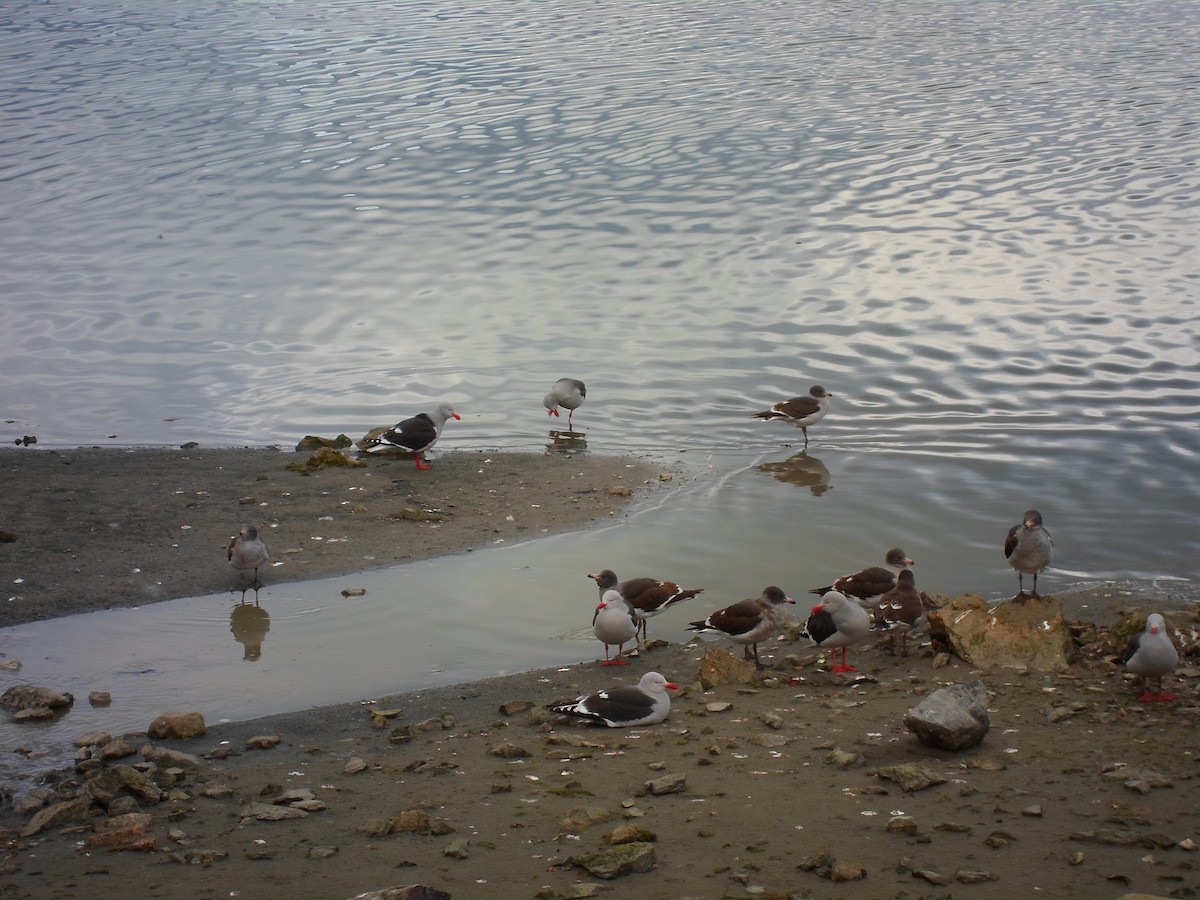 Dolphin Gull - ML641521943
