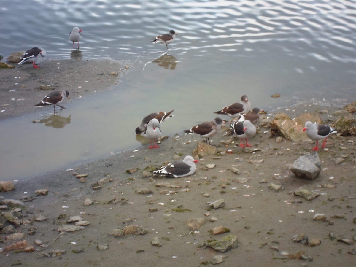Dolphin Gull - ML641521946