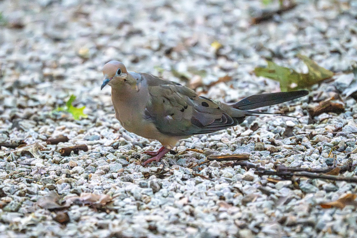 Mourning Dove - ML641521959