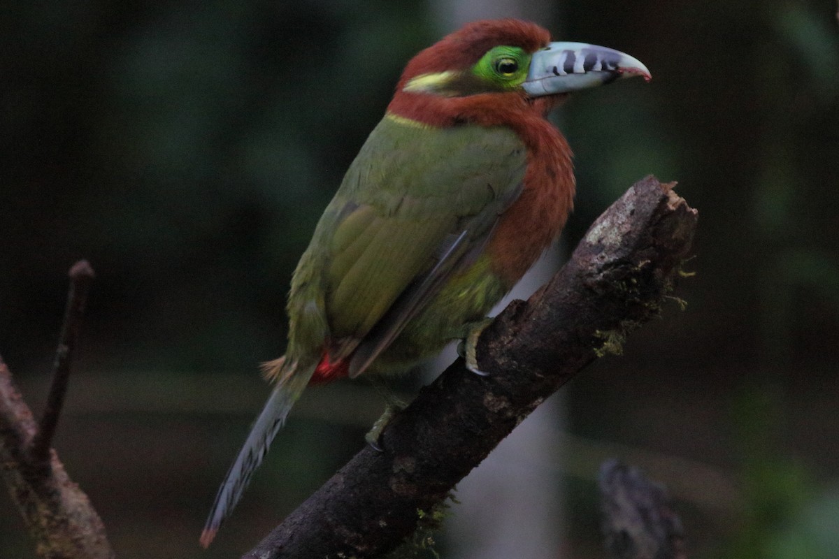 Spot-billed Toucanet - ML641521960