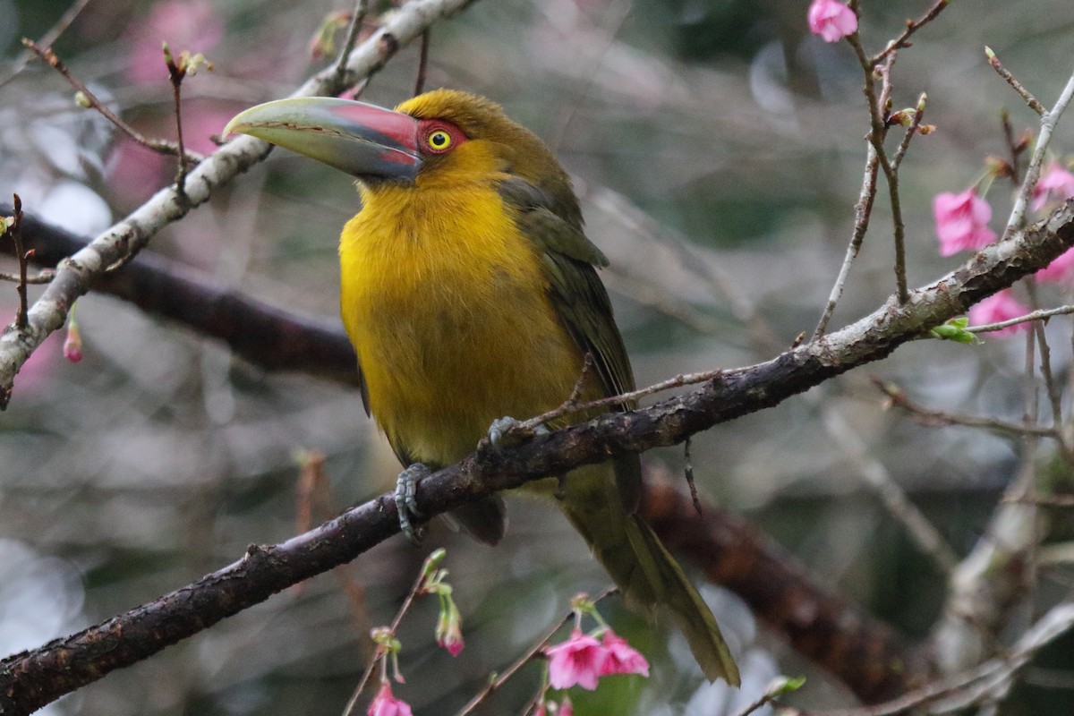 Saffron Toucanet - ML641521962