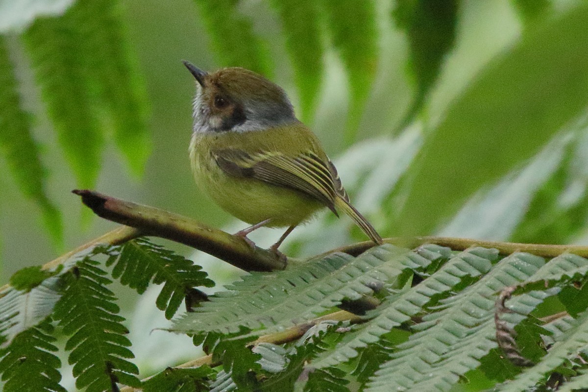 Eared Pygmy-Tyrant - ML641521978