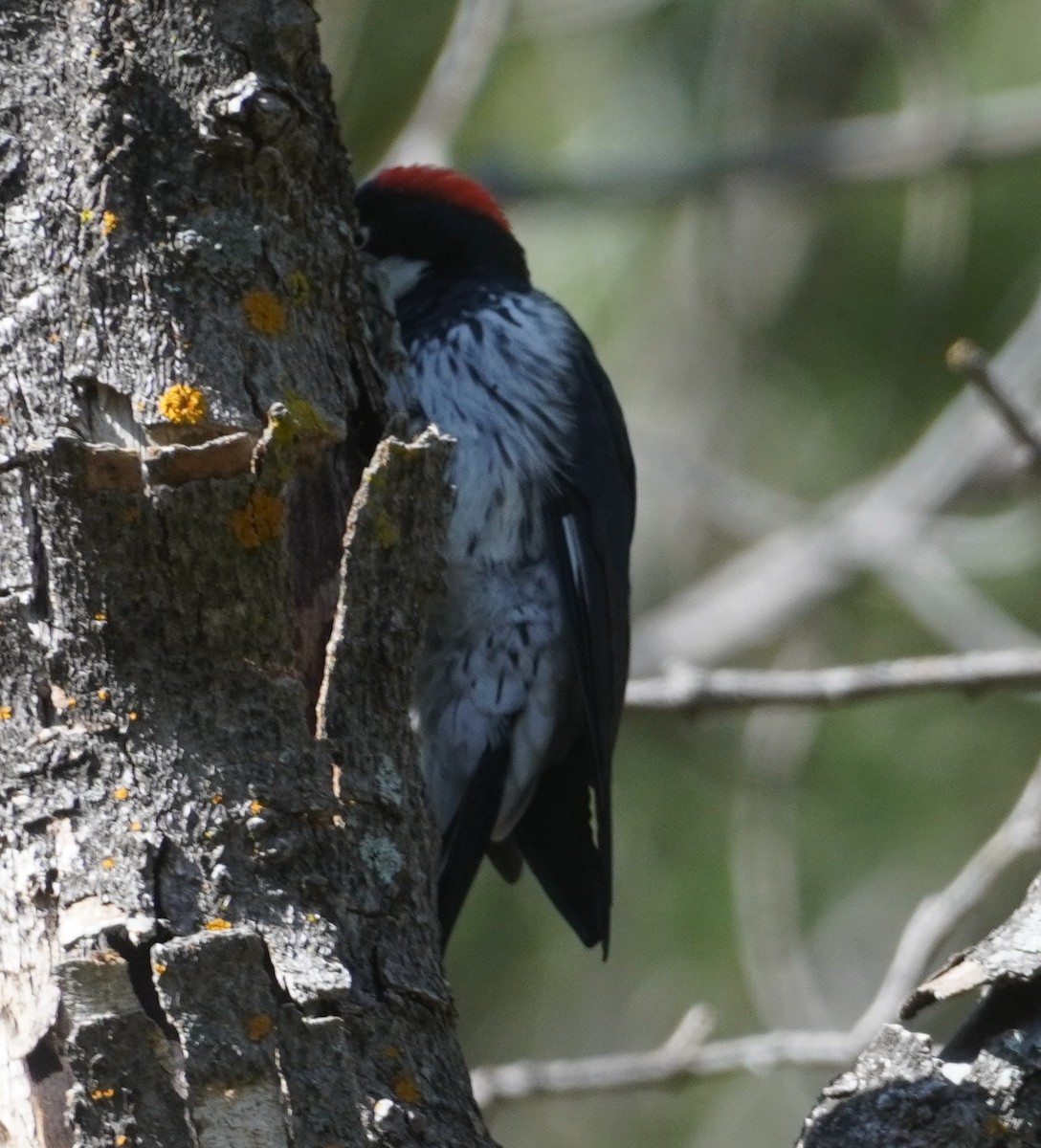Acorn Woodpecker - ML641521982