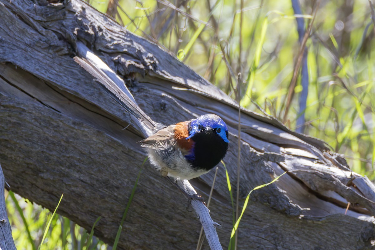 Purple-backed Fairywren - ML641521995
