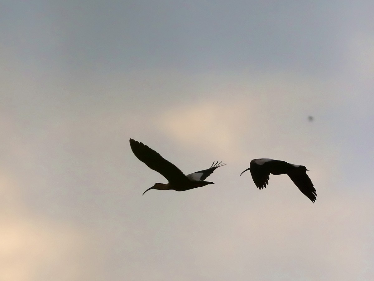 Buff-necked Ibis - ML641522022