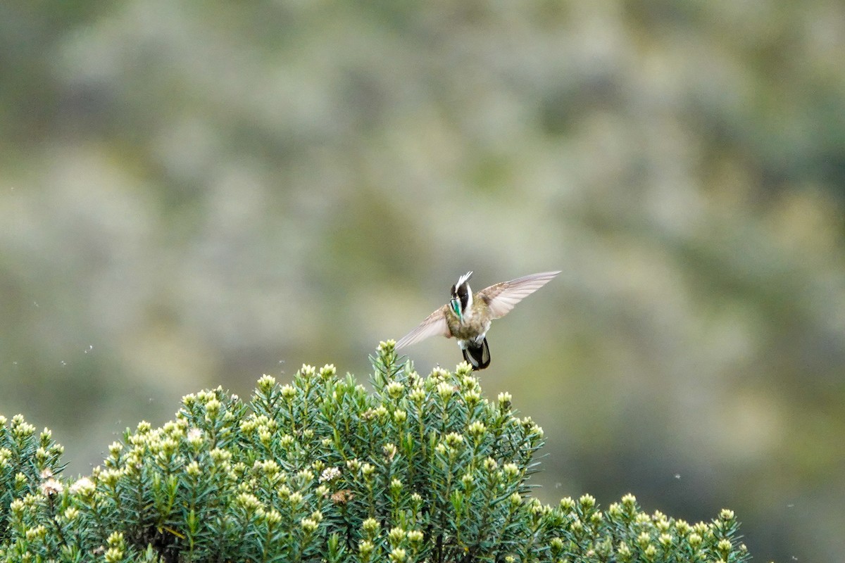 Green-bearded Helmetcrest - ML641522032