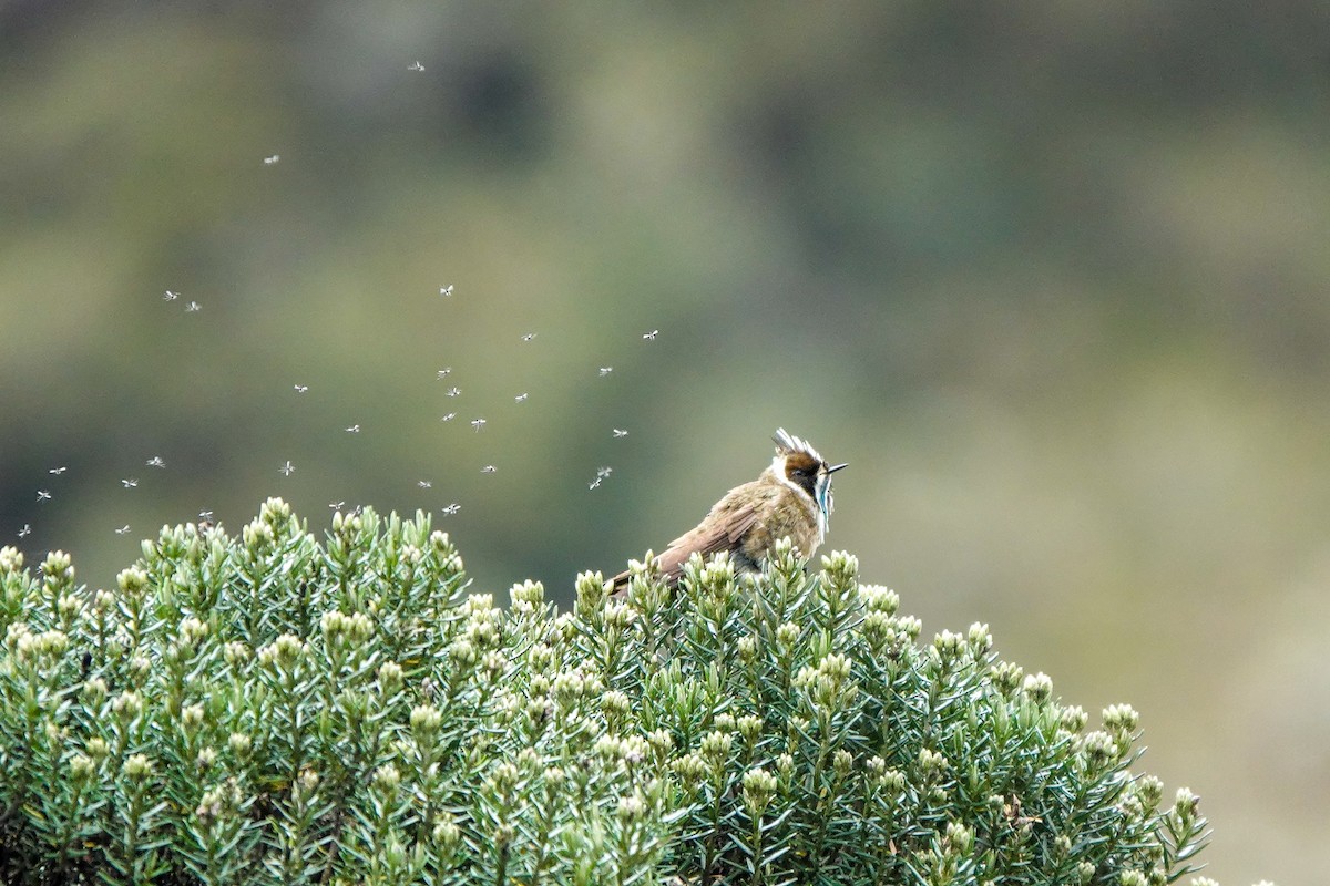 Green-bearded Helmetcrest - ML641522033