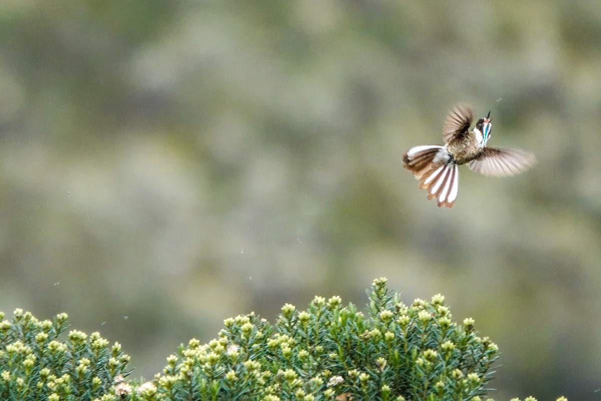 Green-bearded Helmetcrest - ML641522034