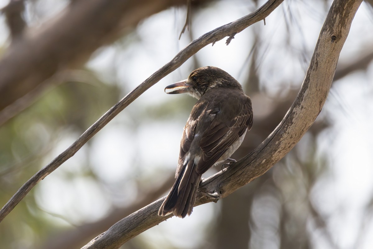 Gray Butcherbird - ML641522039