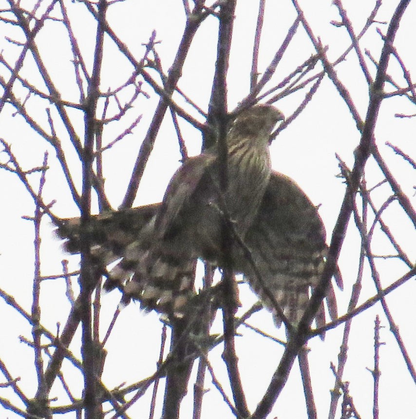 Cooper's Hawk - ML641522061