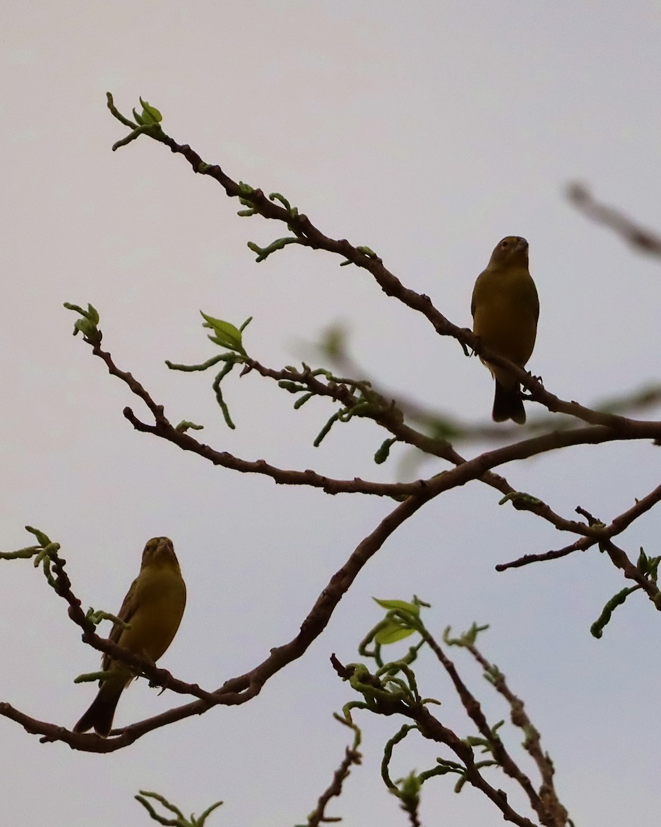 Grassland Yellow-Finch - ML641522090