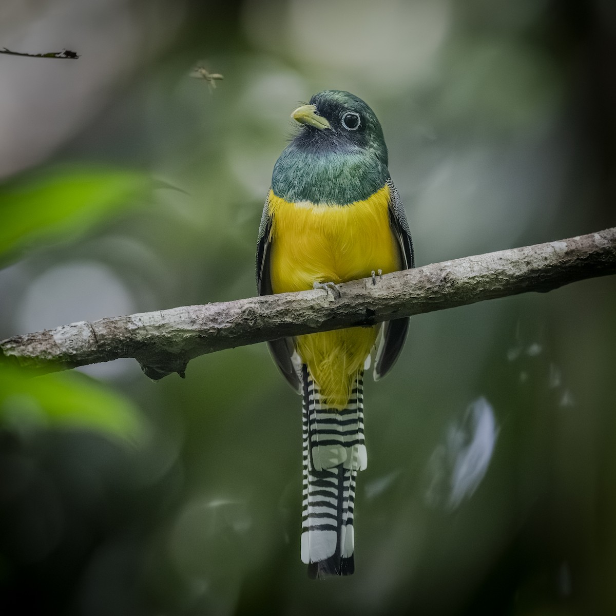 trogon modroocasý - ML641522120