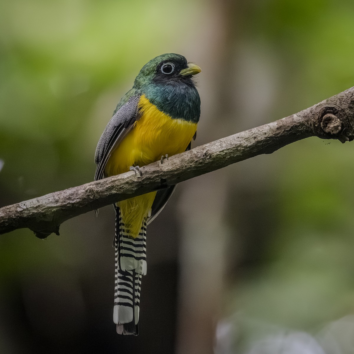 trogon modroocasý - ML641522121