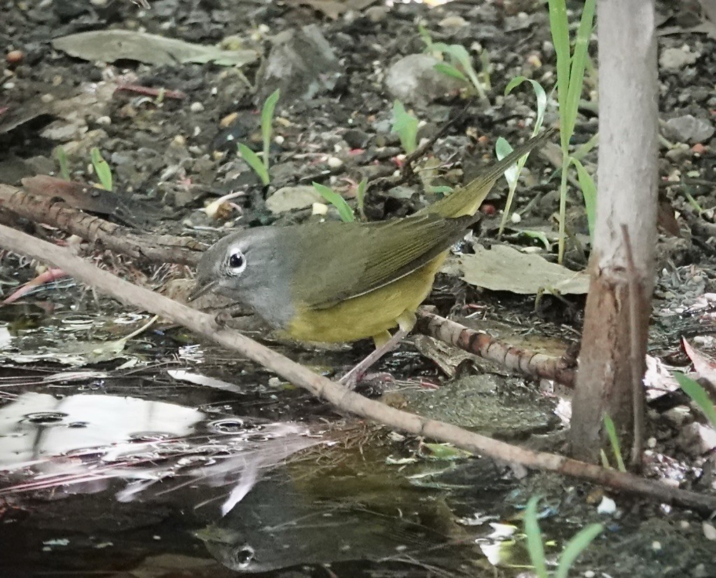 MacGillivray's Warbler - ML641522224