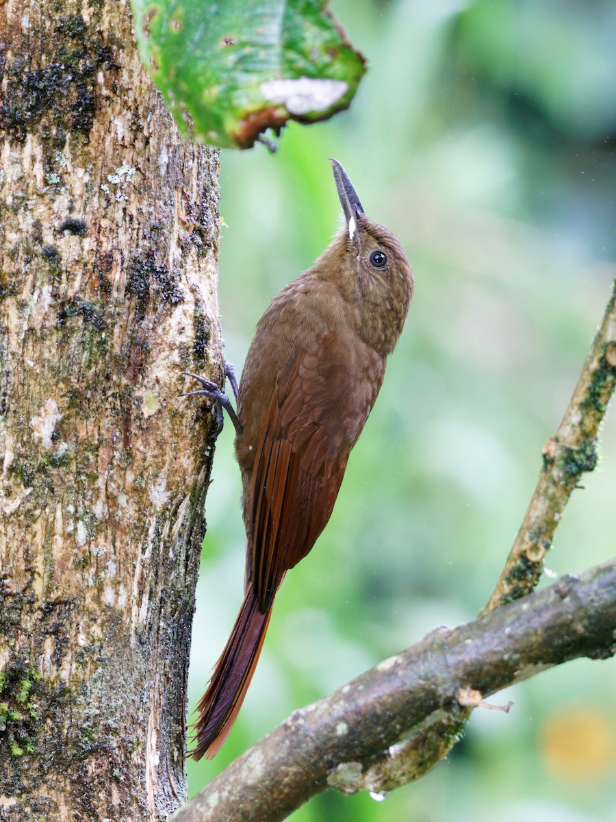 Tyrannine Woodcreeper - ML641522268