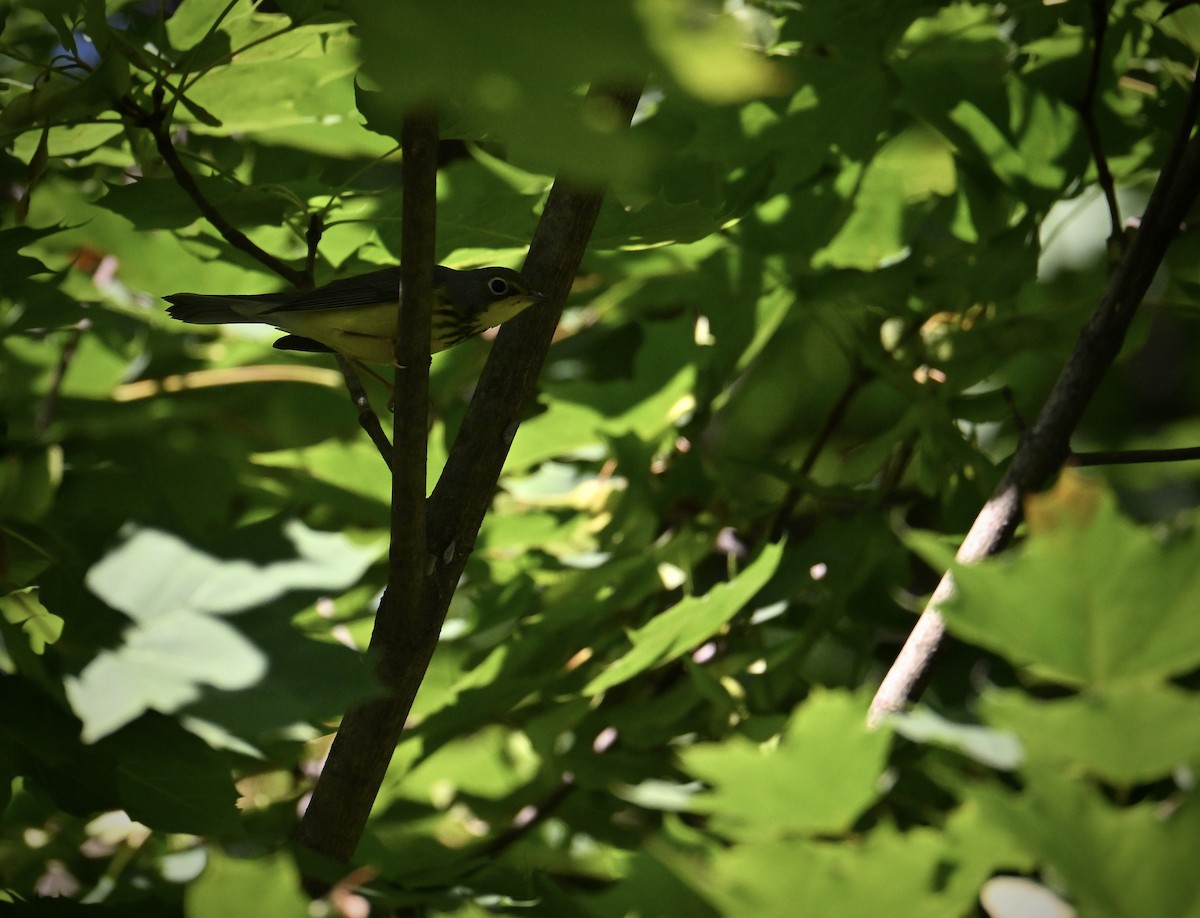 Paruline du Canada - ML641522272