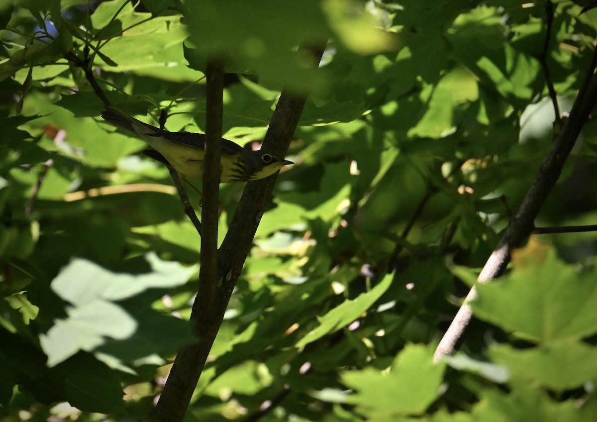 Paruline du Canada - ML641522273