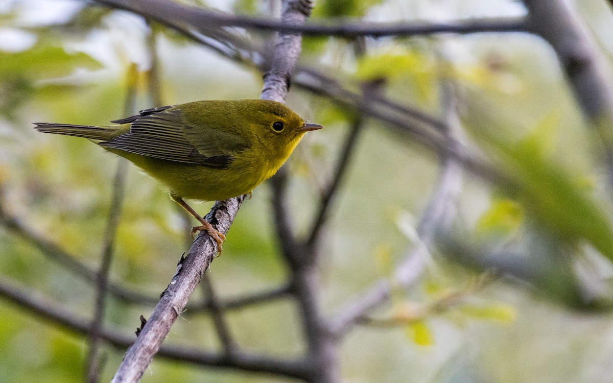 Wilson's Warbler - ML641522291