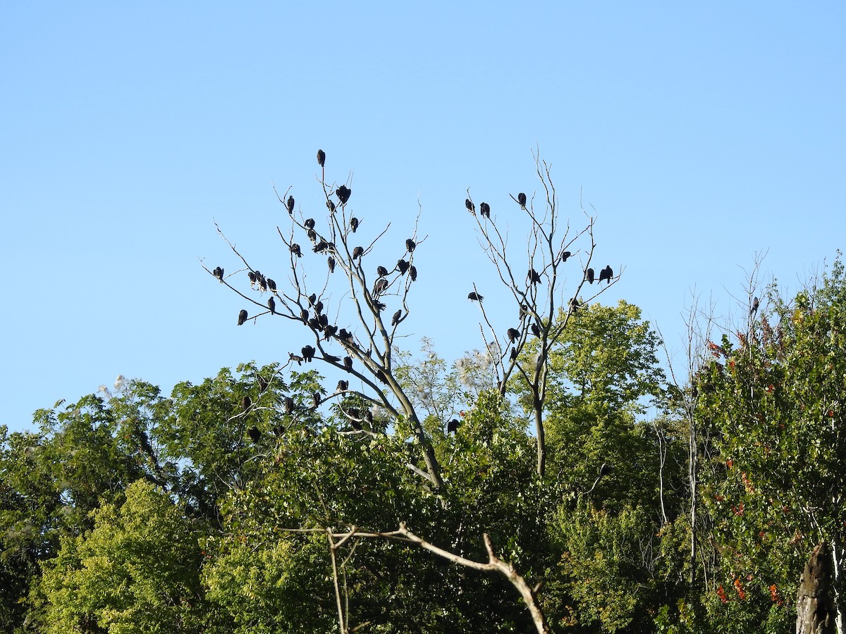 Turkey Vulture - ML641522302