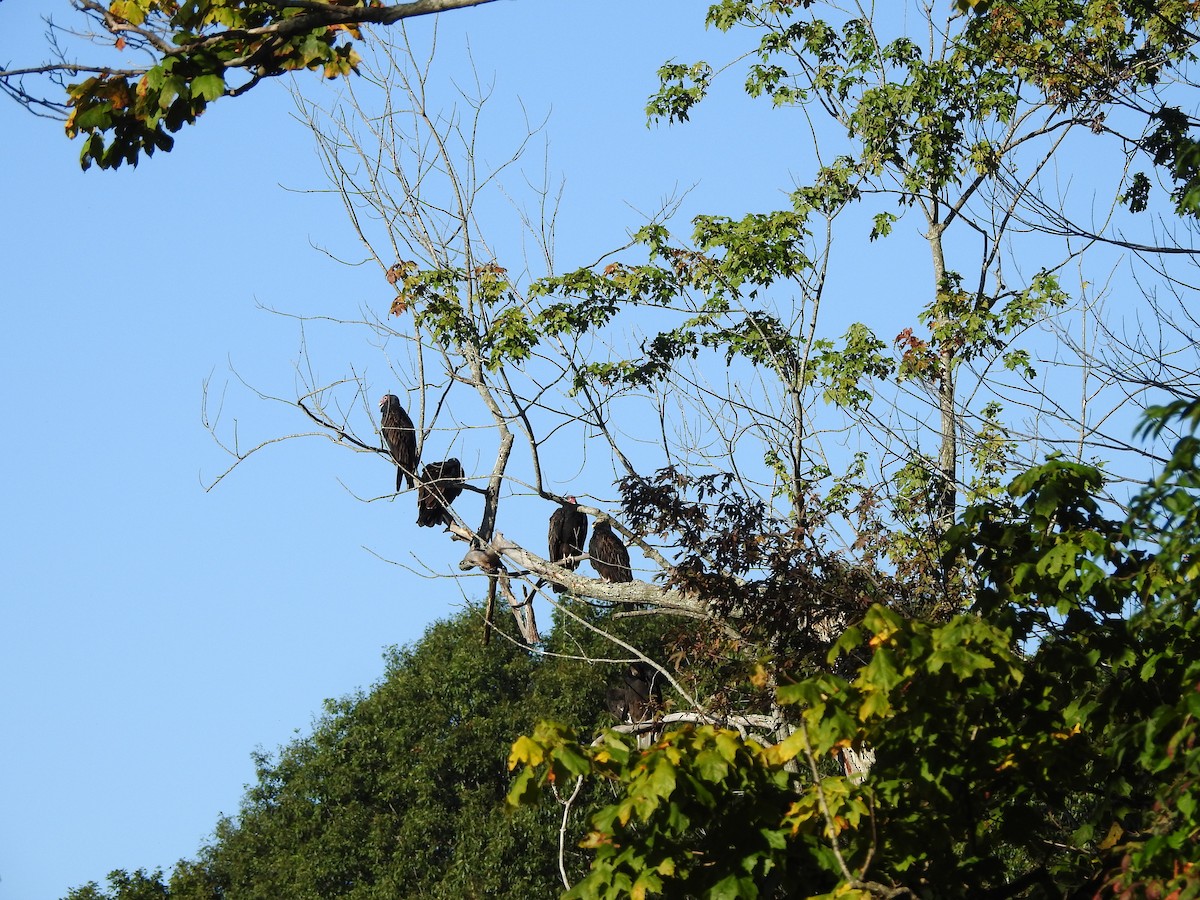 Turkey Vulture - ML641522303