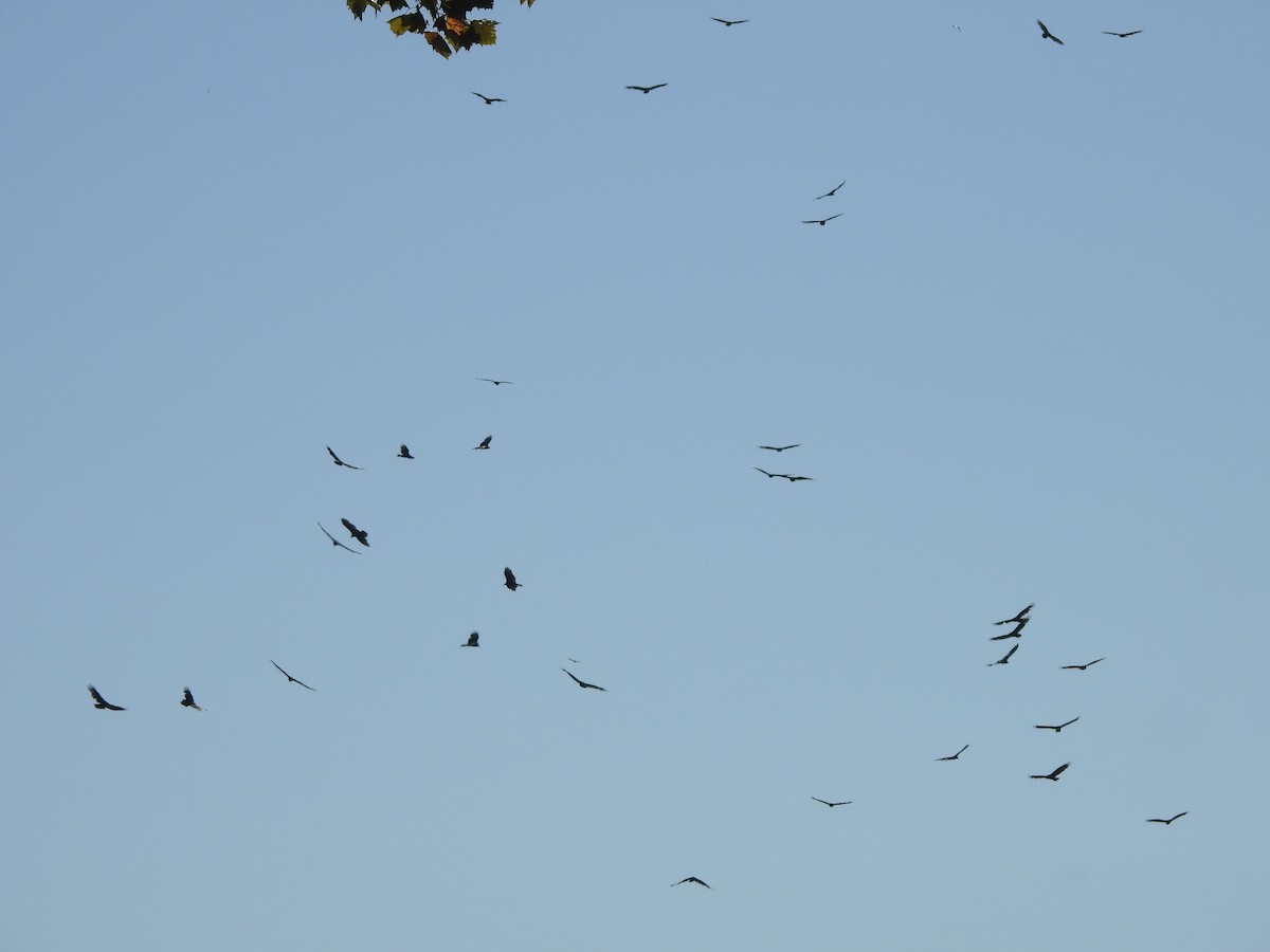 Turkey Vulture - ML641522304