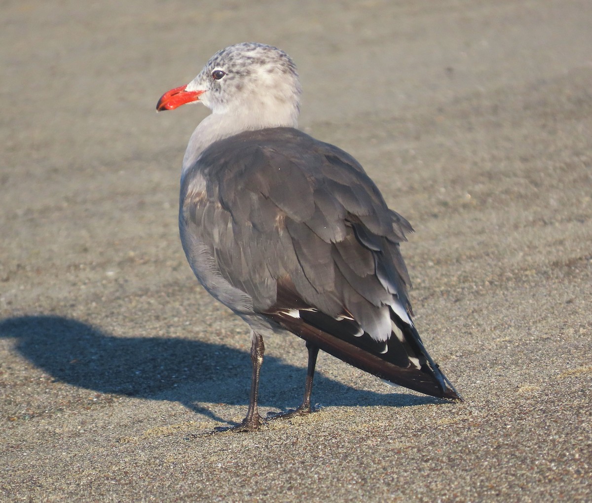 Heermann's Gull - ML641522305