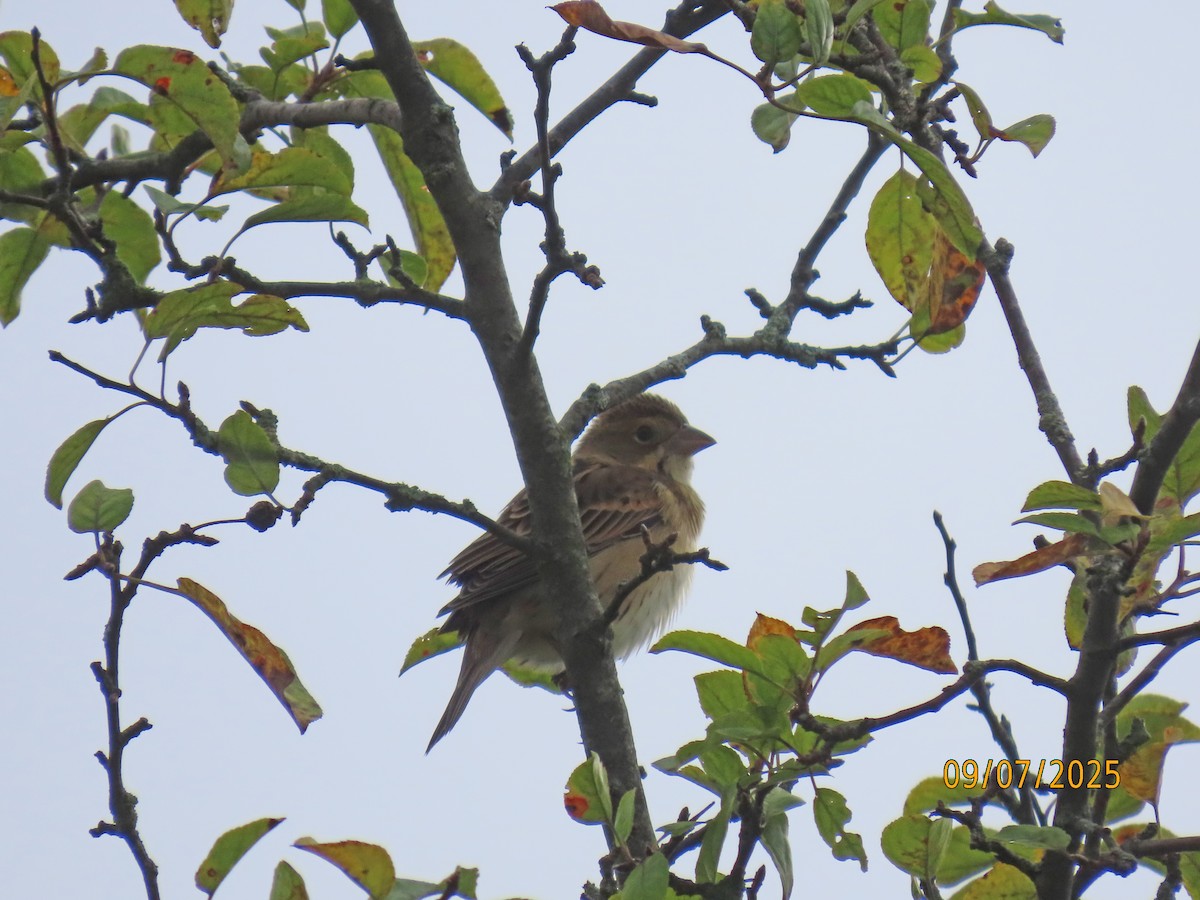 Dickcissel - ML641522315