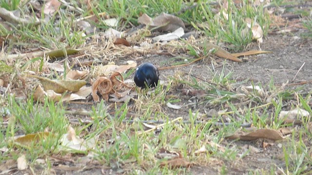 Blue-black Grassquit - ML641522321