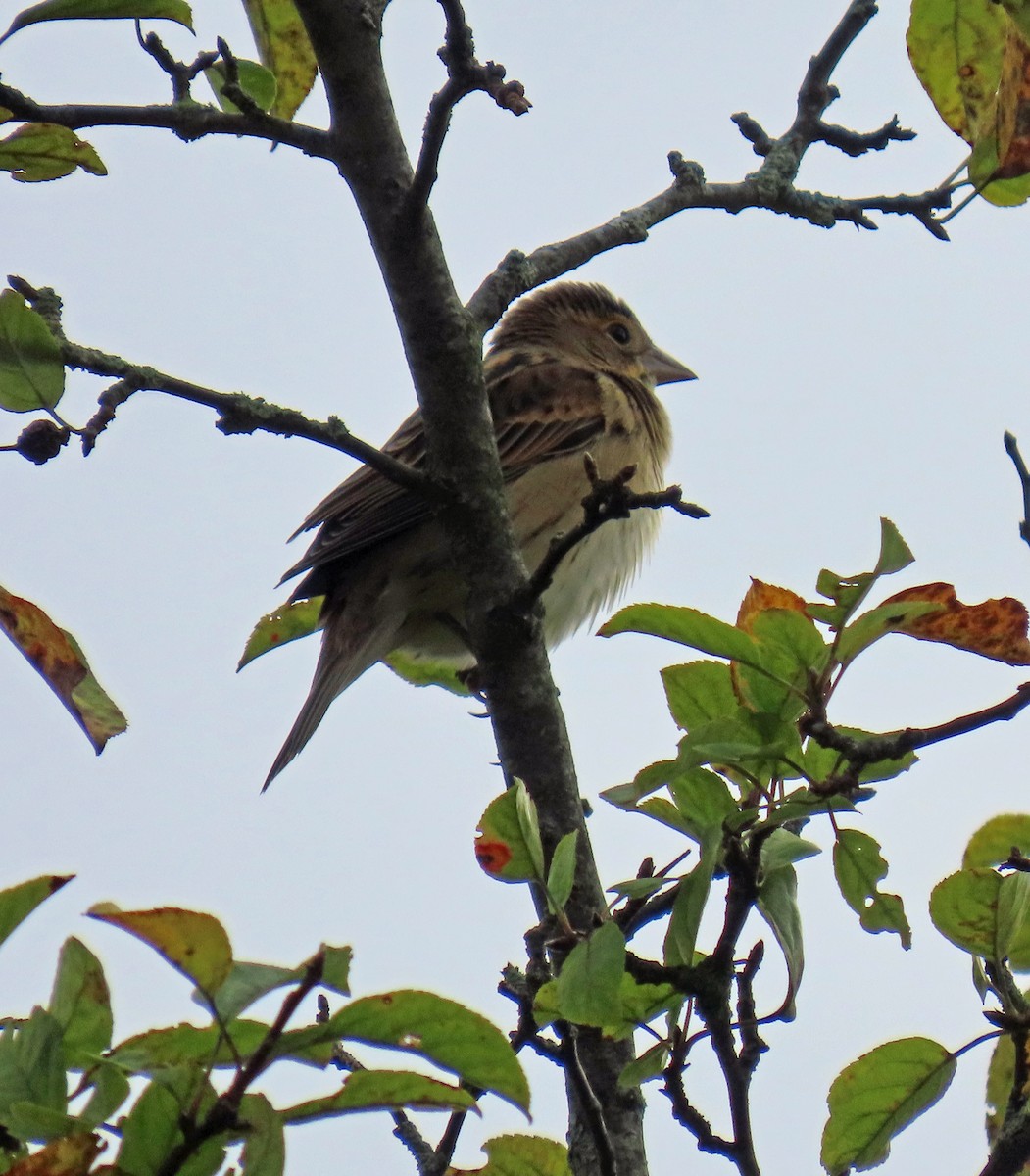Dickcissel - ML641522330