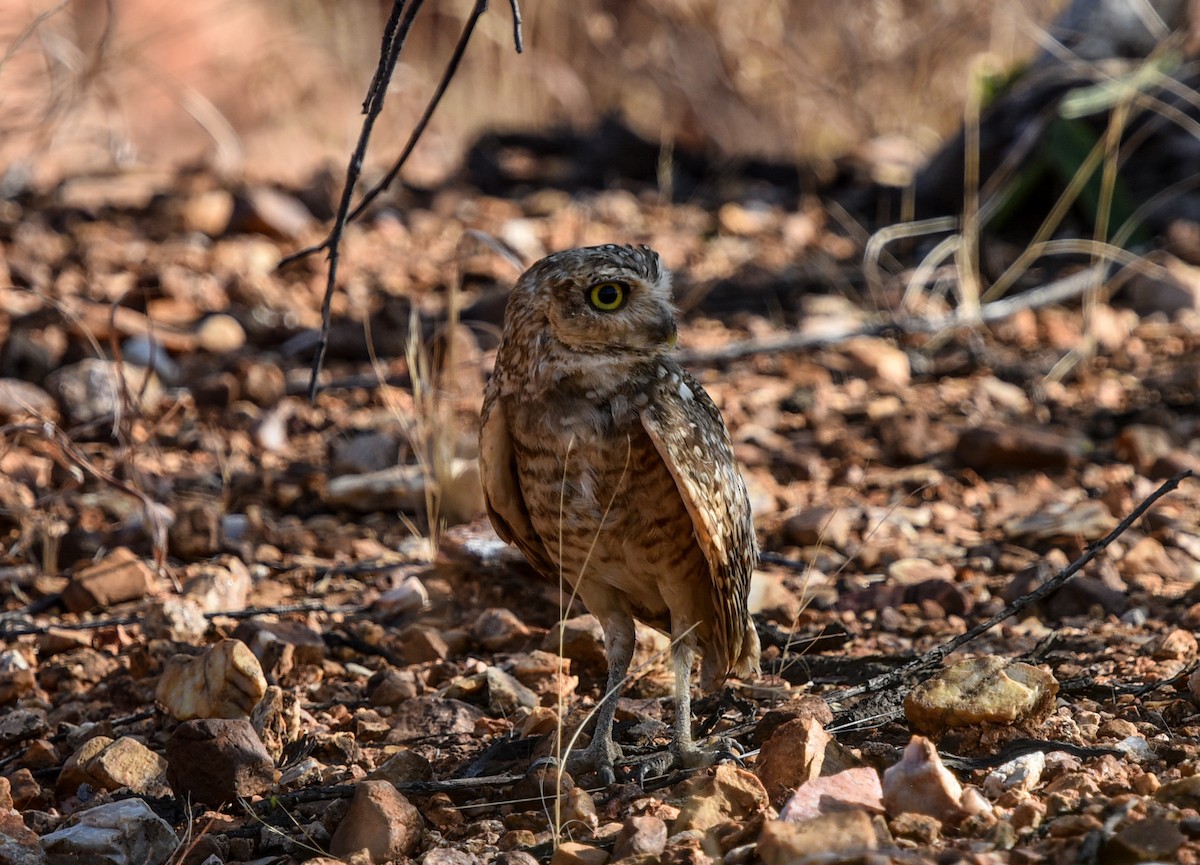 Burrowing Owl (grallaria) - ML641522404