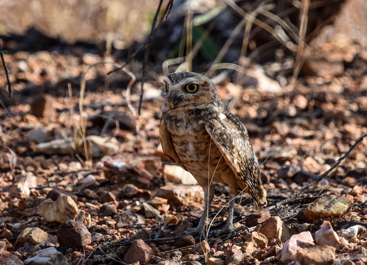 Burrowing Owl (grallaria) - ML641522405