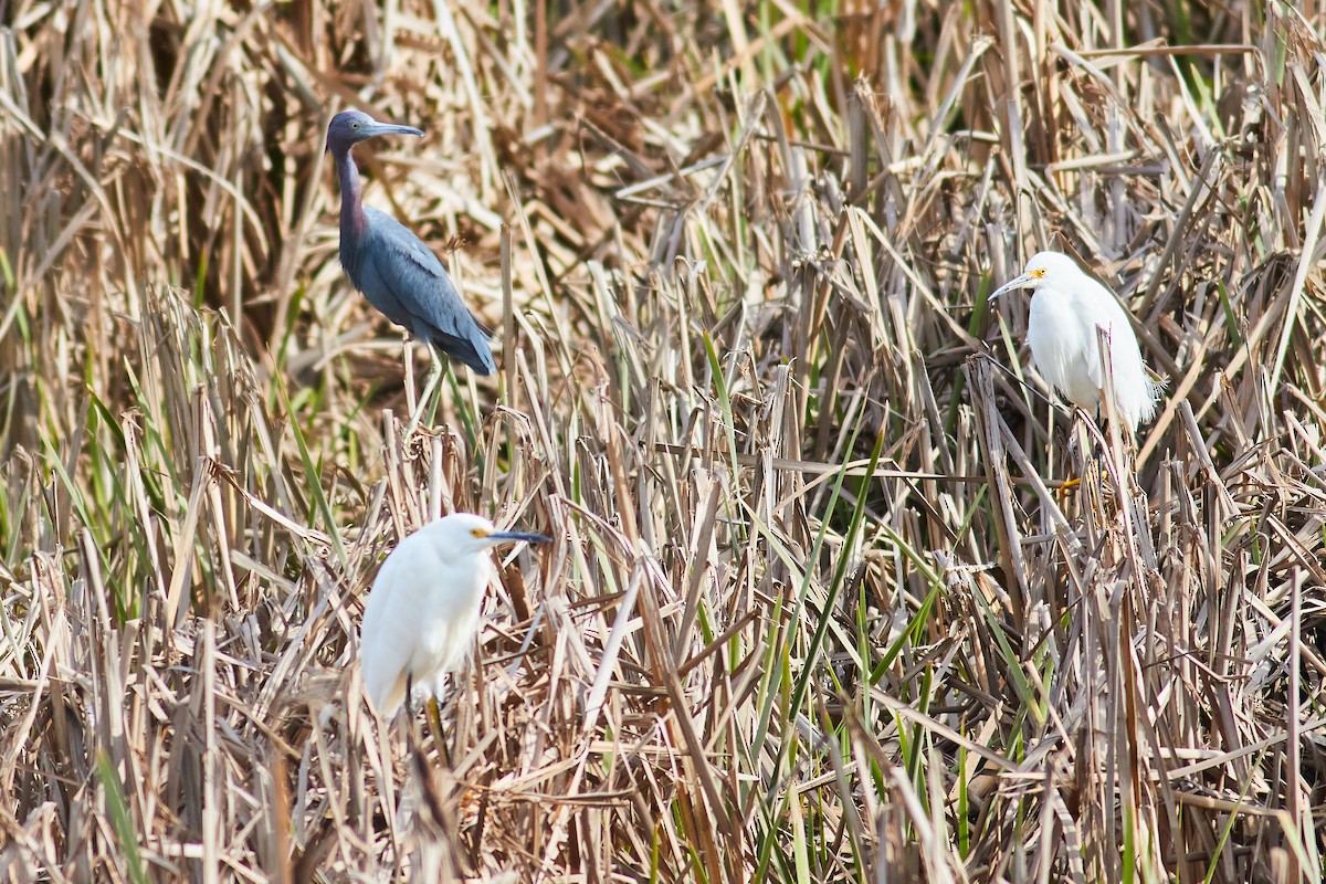 Little Blue Heron - ML641522409