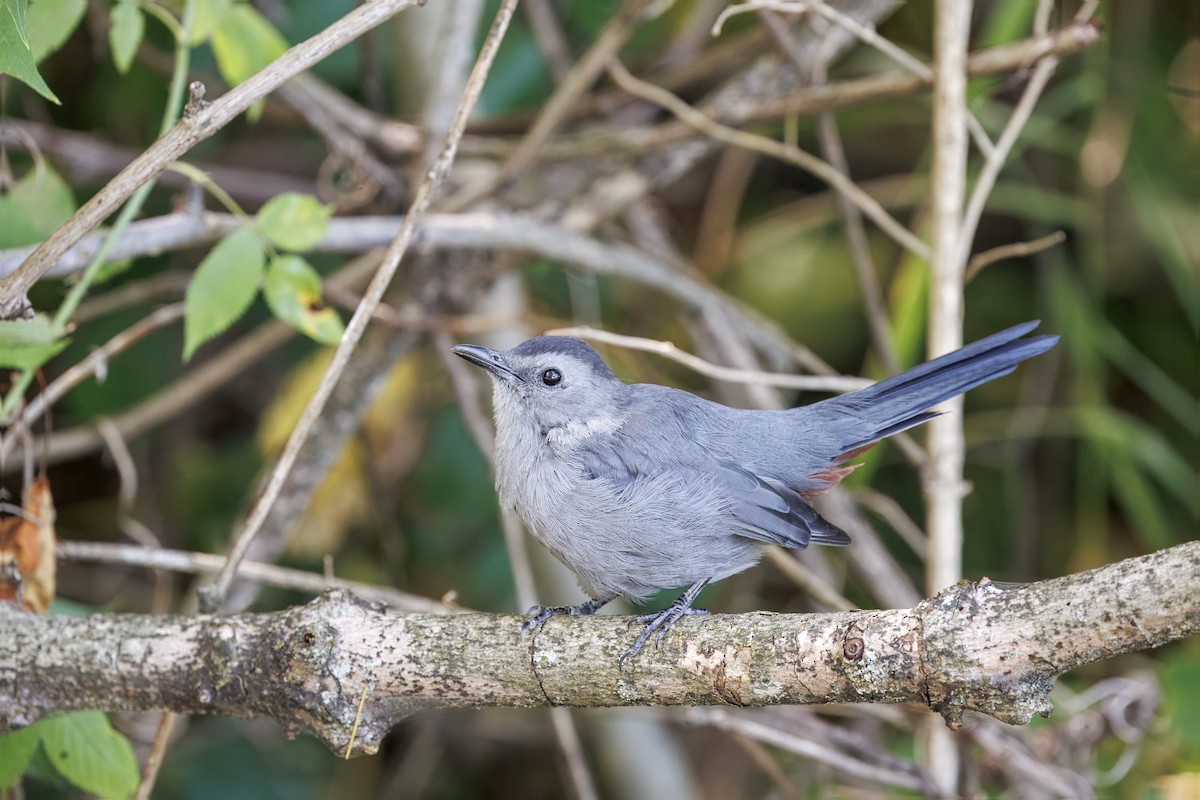 Gray Catbird - ML641522410