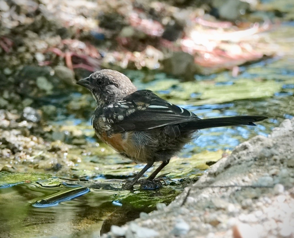 Spotted Towhee - ML641522411