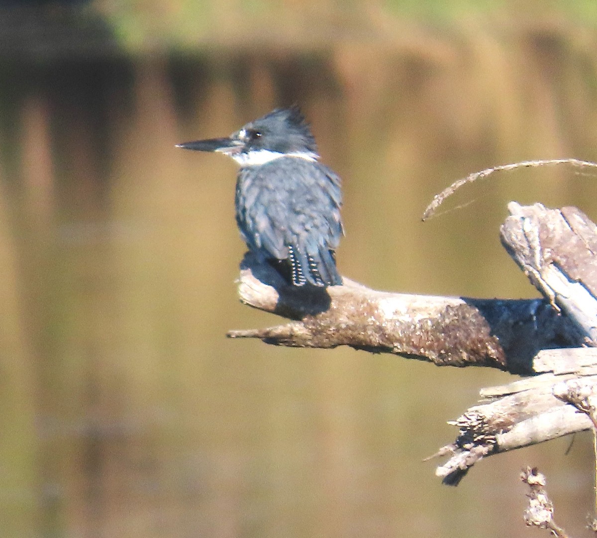 Belted Kingfisher - ML641522412