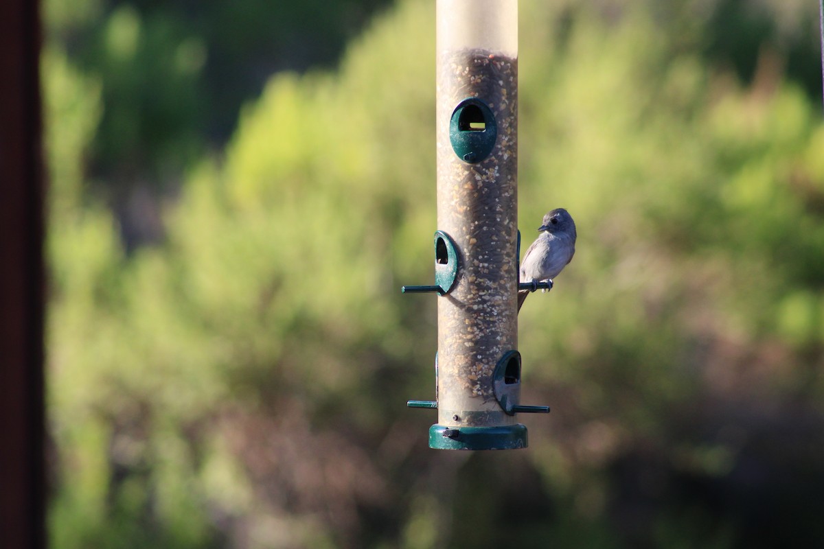 Oak Titmouse - ML641522418