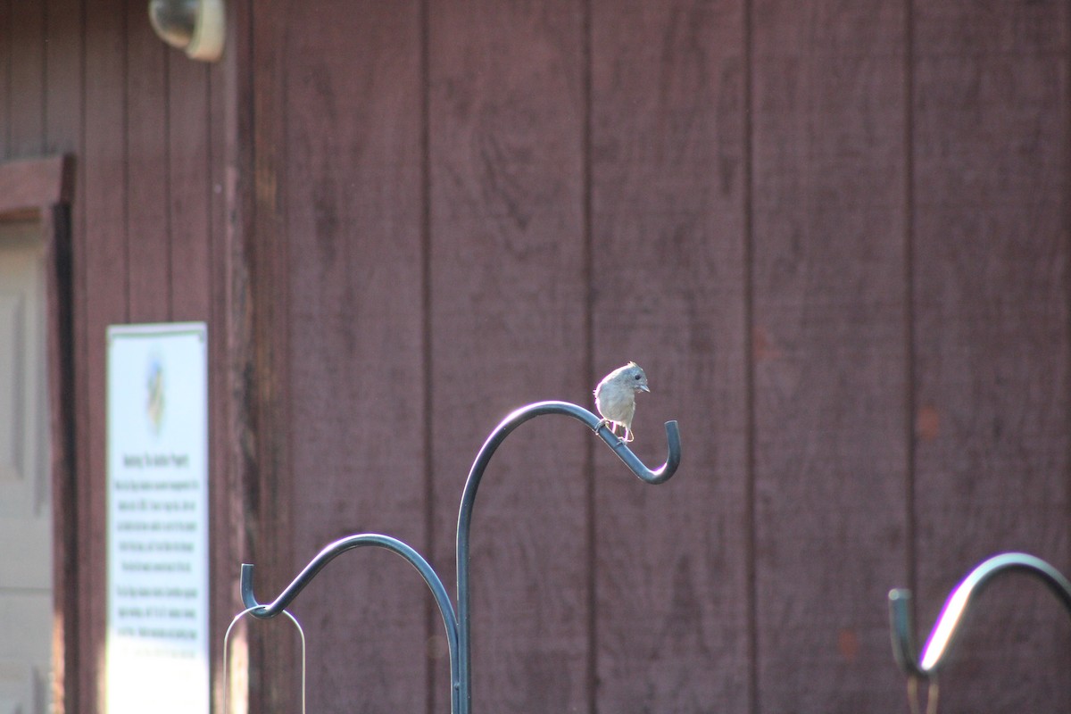 Oak Titmouse - ML641522419
