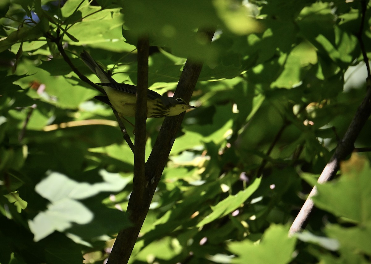 Canada Warbler - ML641522422