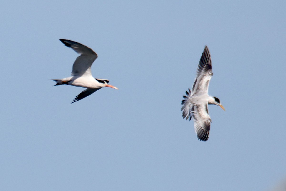 Royal Tern - ML641522426