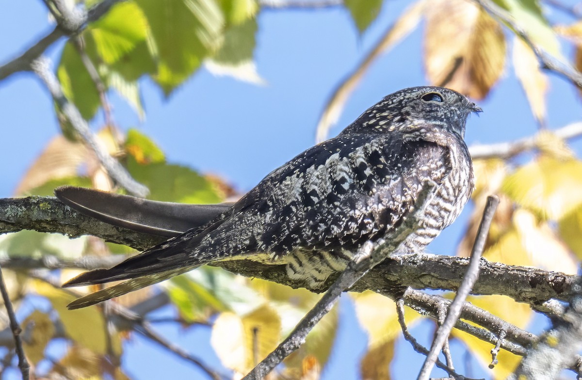 Common Nighthawk - ML641522428