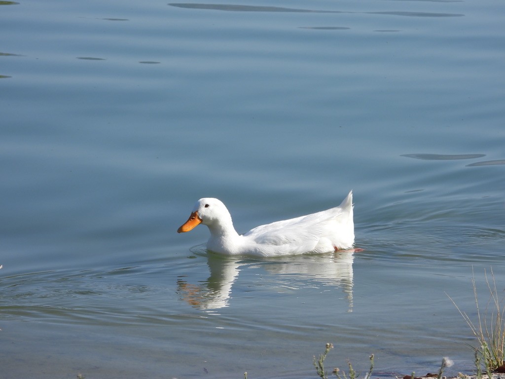 Mallard (Domestic type) - ML641522430