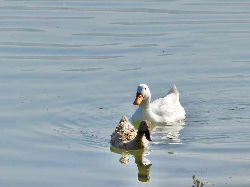 Mallard (Domestic type) - ML641522432