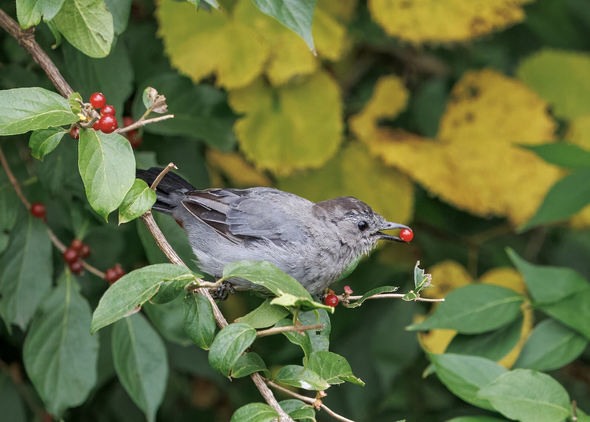 Gray Catbird - ML641522435