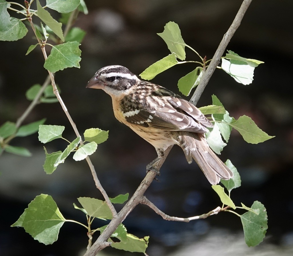 Black-headed Grosbeak - ML641522436