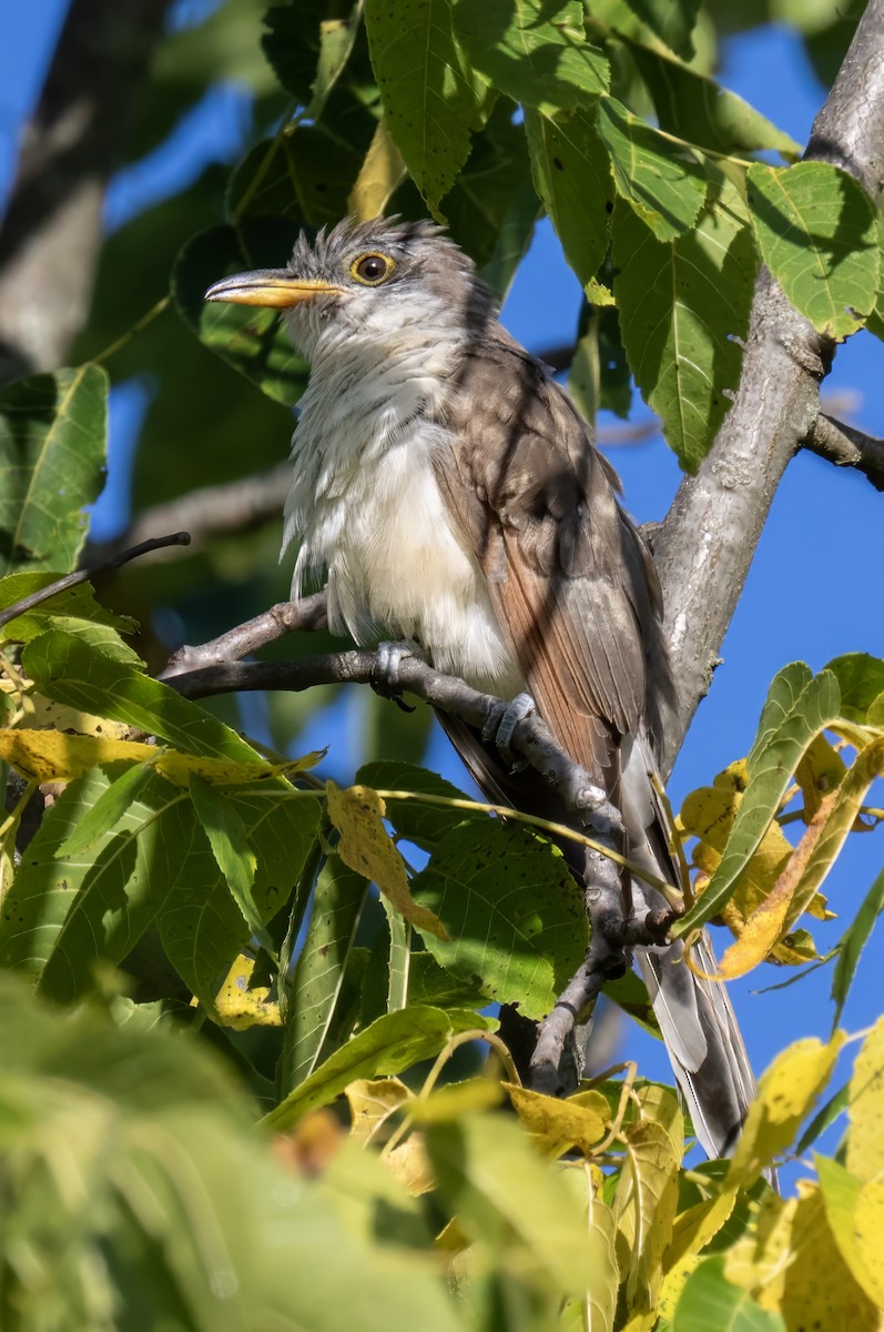 Yellow-billed Cuckoo - ML641522438
