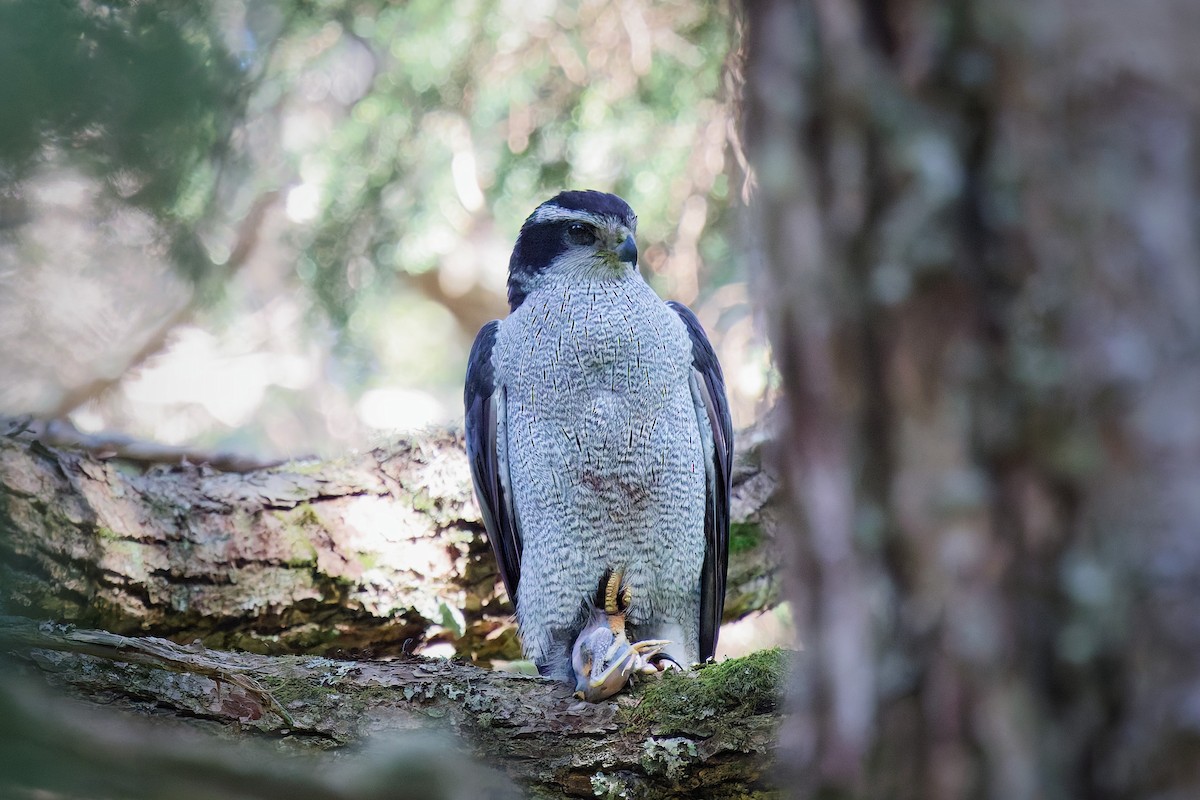 American Goshawk - ML641522440
