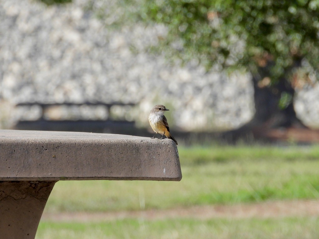 Vermilion Flycatcher - ML641522441