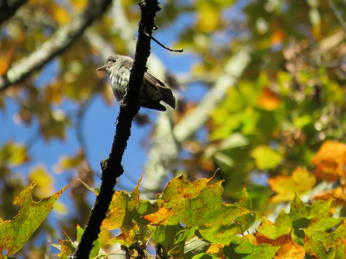 Eastern Wood-Pewee - ML641522445