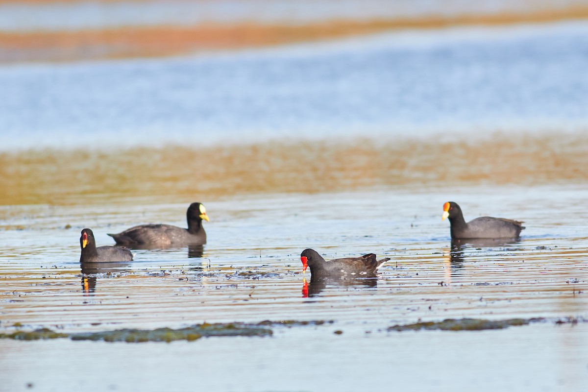 Common Gallinule - ML641522446
